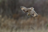   Short-eared Owl (Asio flammeus flammeus)
